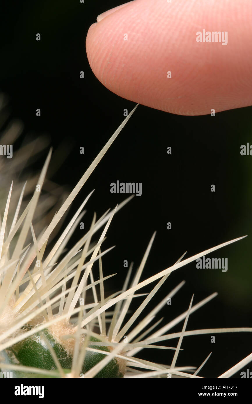 Finger mit Kaktus Dorn gestochen Stockfotografie - Alamy