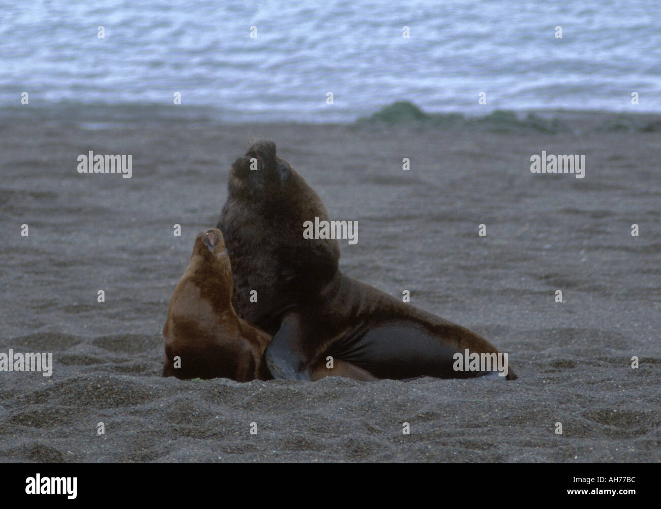 Eine männliche Südliche Seelöwen Otaria Flavescens am Halbinsel VALDEZ Patagonien Argentinien Stockfoto