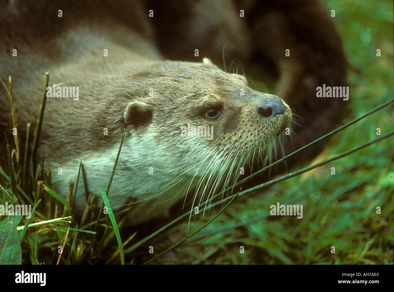 Otter ein klassisches Portrait des Kopfes Stockfoto