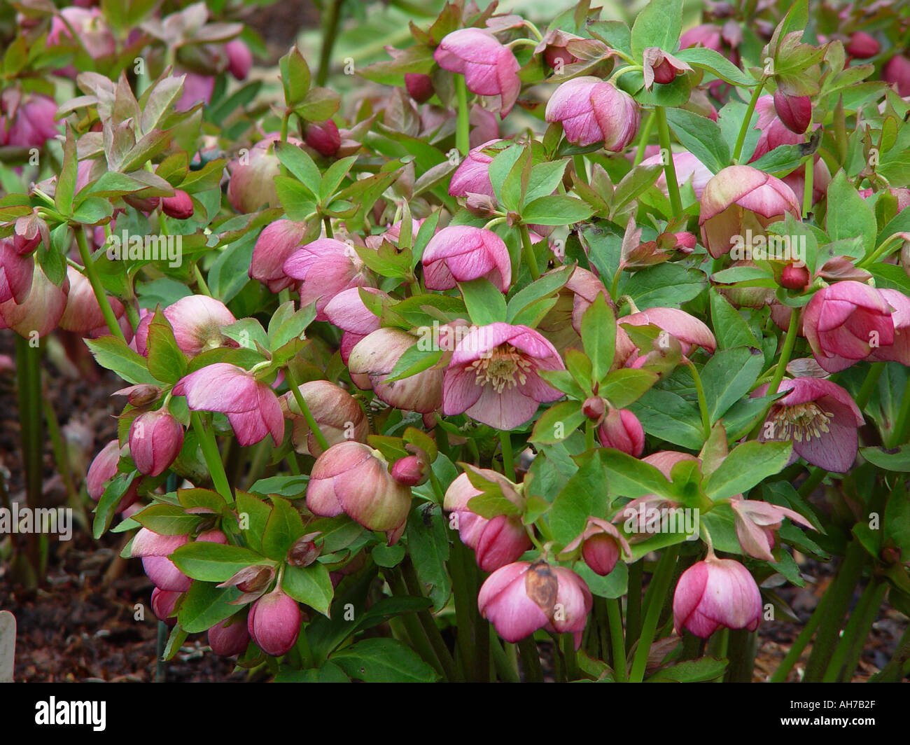 Helleborus Orientalis die Fastenzeit rose Christrose rosa Stockfotografie -  Alamy