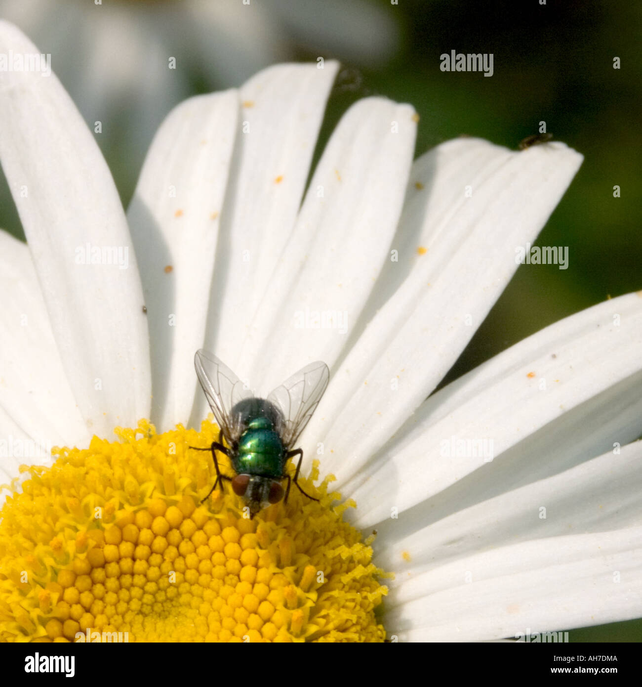 Greenbottle fly am Zentrum von Margarete Blume Stockfotografie - Alamy