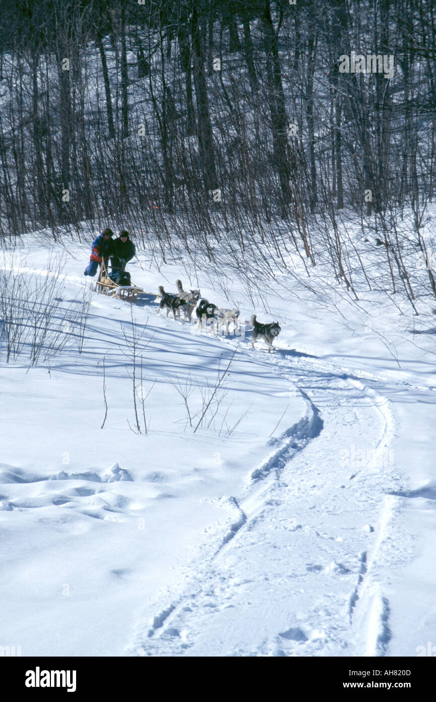Dogsleigh team ziehen Schlitten /sledge in Quebec Stockfoto