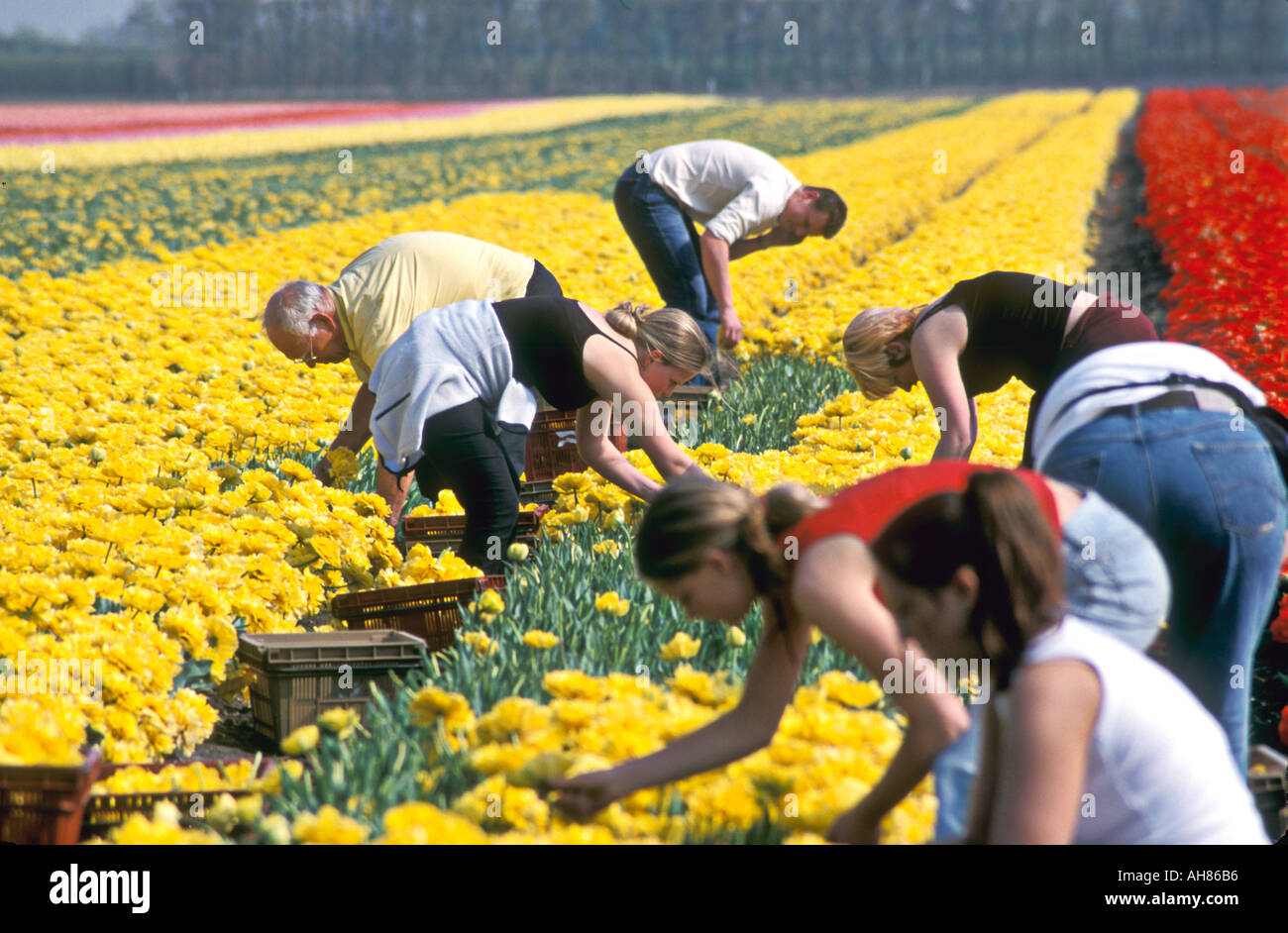 Team der Kommissionierung Tulpen in den Niederlanden Stockfoto