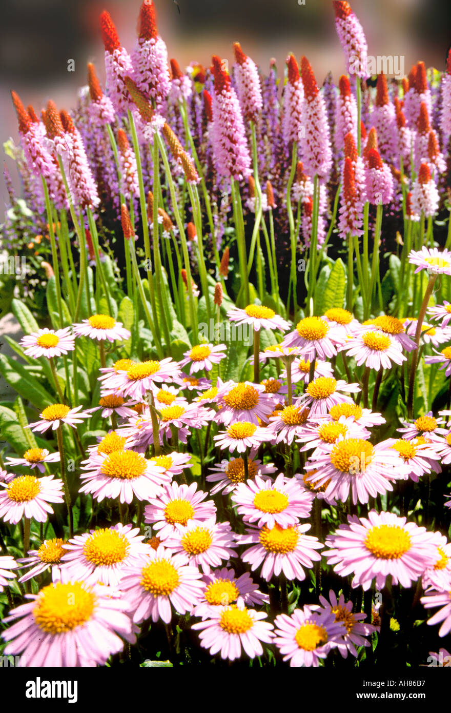 Aster Alpinus und Poker Primrose Stockfoto