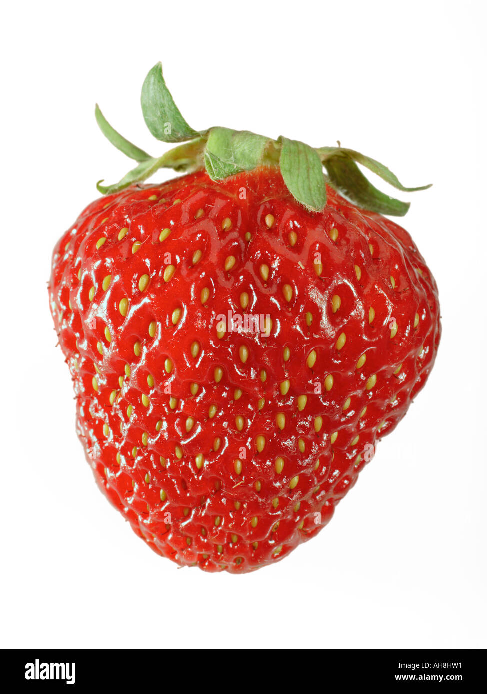 Nahaufnahme einer einzigen Erdbeere auf weißem Hintergrund Stockfoto