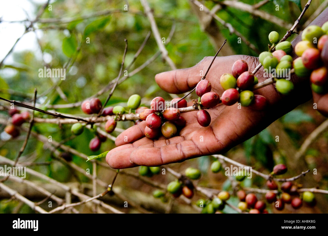 Kaffee-Bauern Kommissionierung Bio Kaffeebohnen in Uganda, Afrika Stockfoto