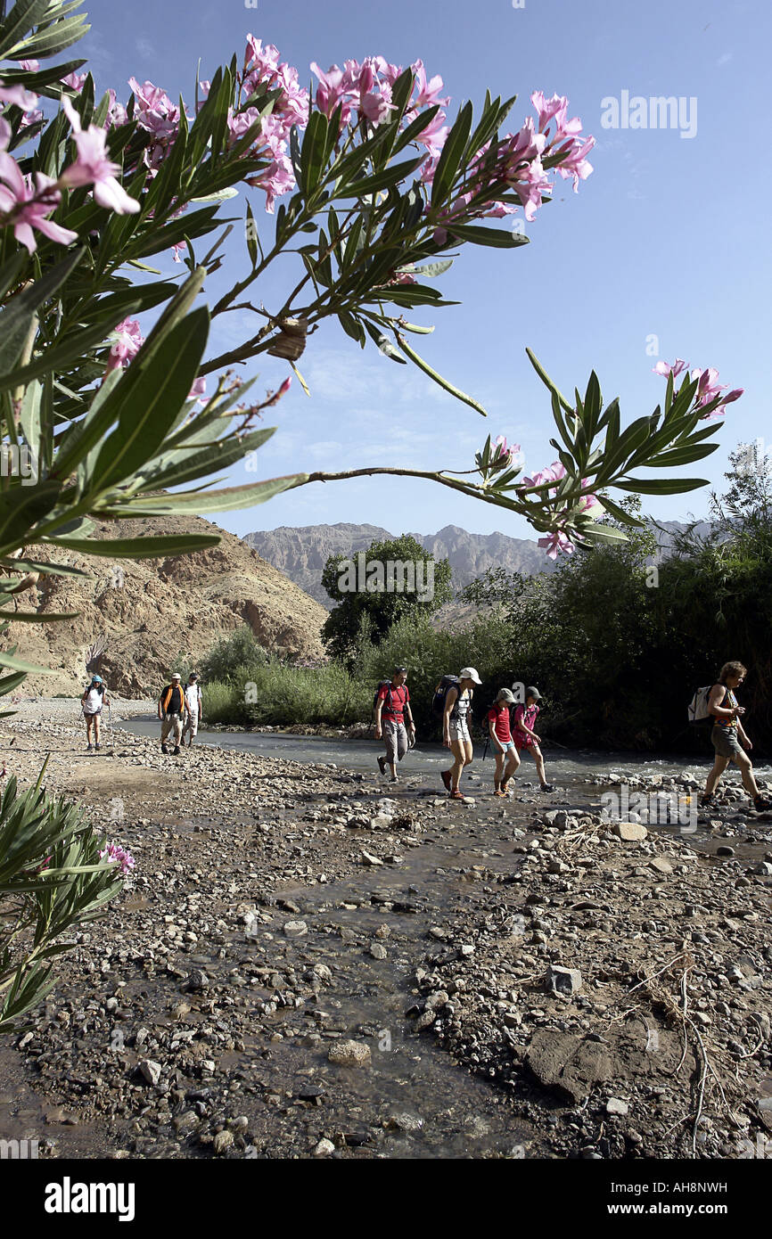 Gruppe von Wanderern in einem Tal von Marokko mit einer rose Bay Branch im Vordergrund Stockfoto