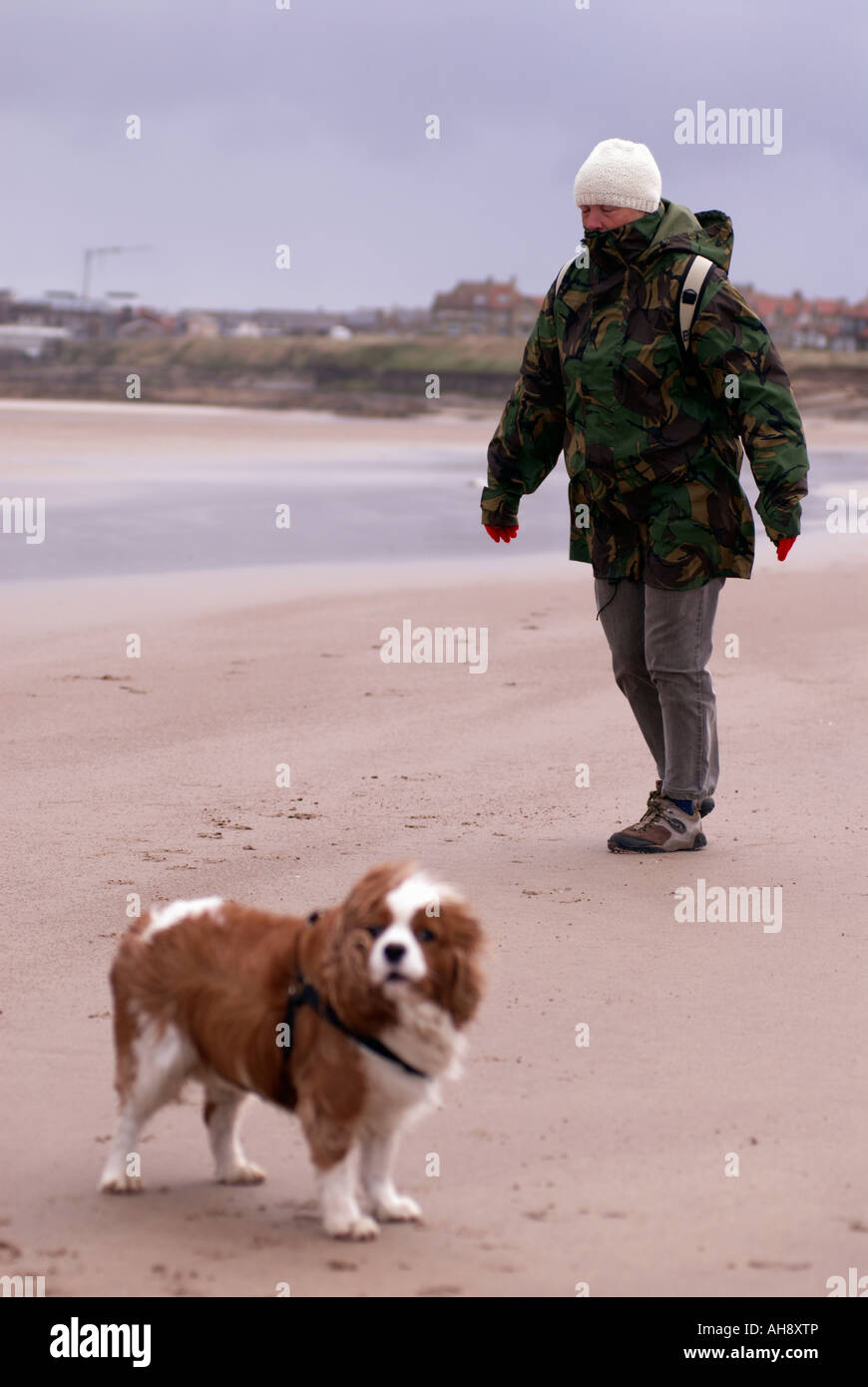 Walker und Hund an einem windigen gemeinsame Strand in Northumberland "Great Britain" Stockfoto