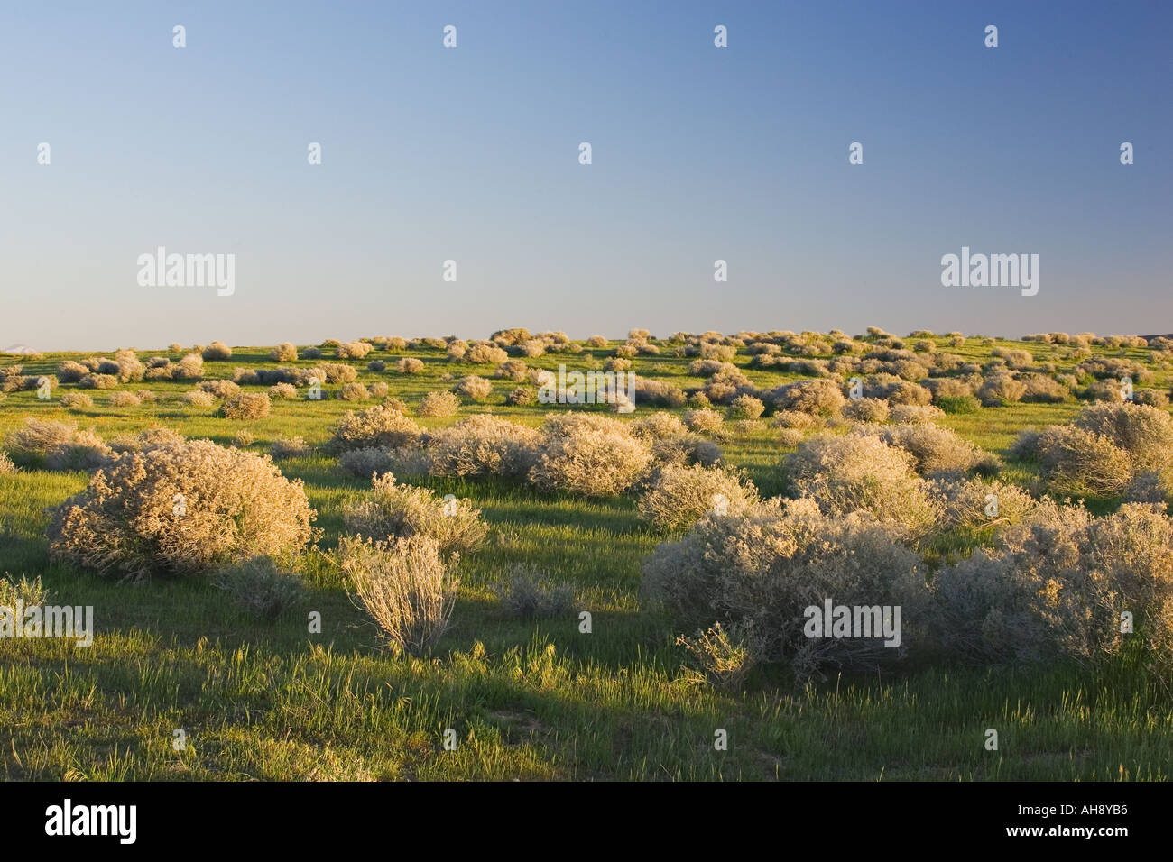 Salbei Pinsel verstreut auf den sanften Hügeln der Antelope Valley California Poppy Reserve in der Nähe von Lancaster Kalifornien Stockfoto