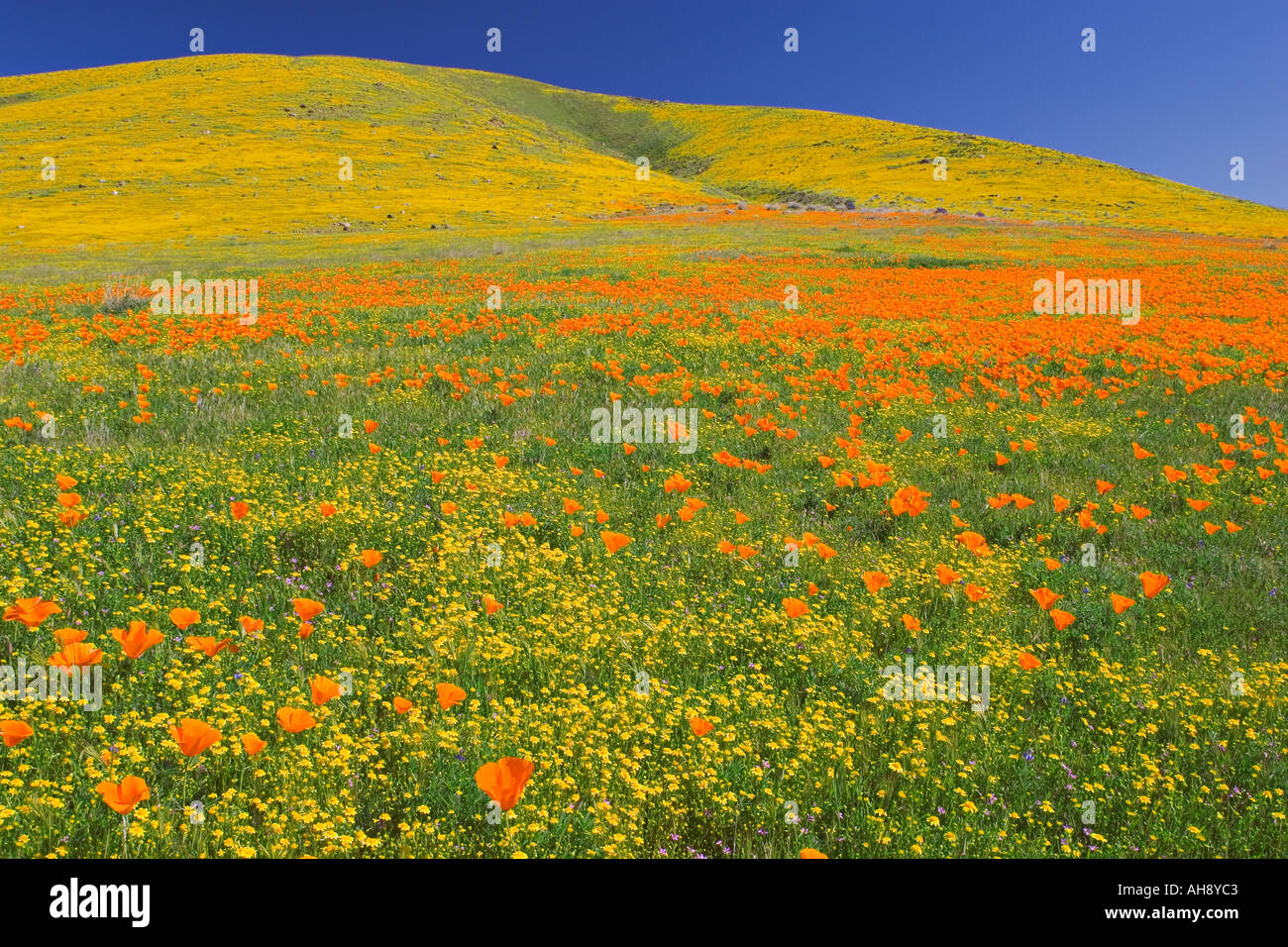 Poppys in voller Blüte im Antelope Valley California Poppy Reserve in der Nähe von Lancaster Kalifornien Stockfoto