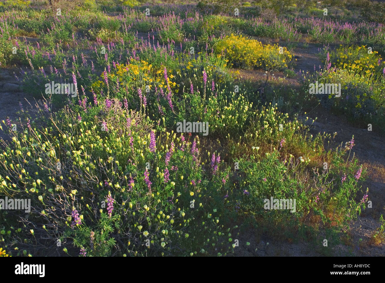 Frühling Wildblumen blühen in der Wüste im Joshua Tree Nationalpark Kalifornien Stockfoto