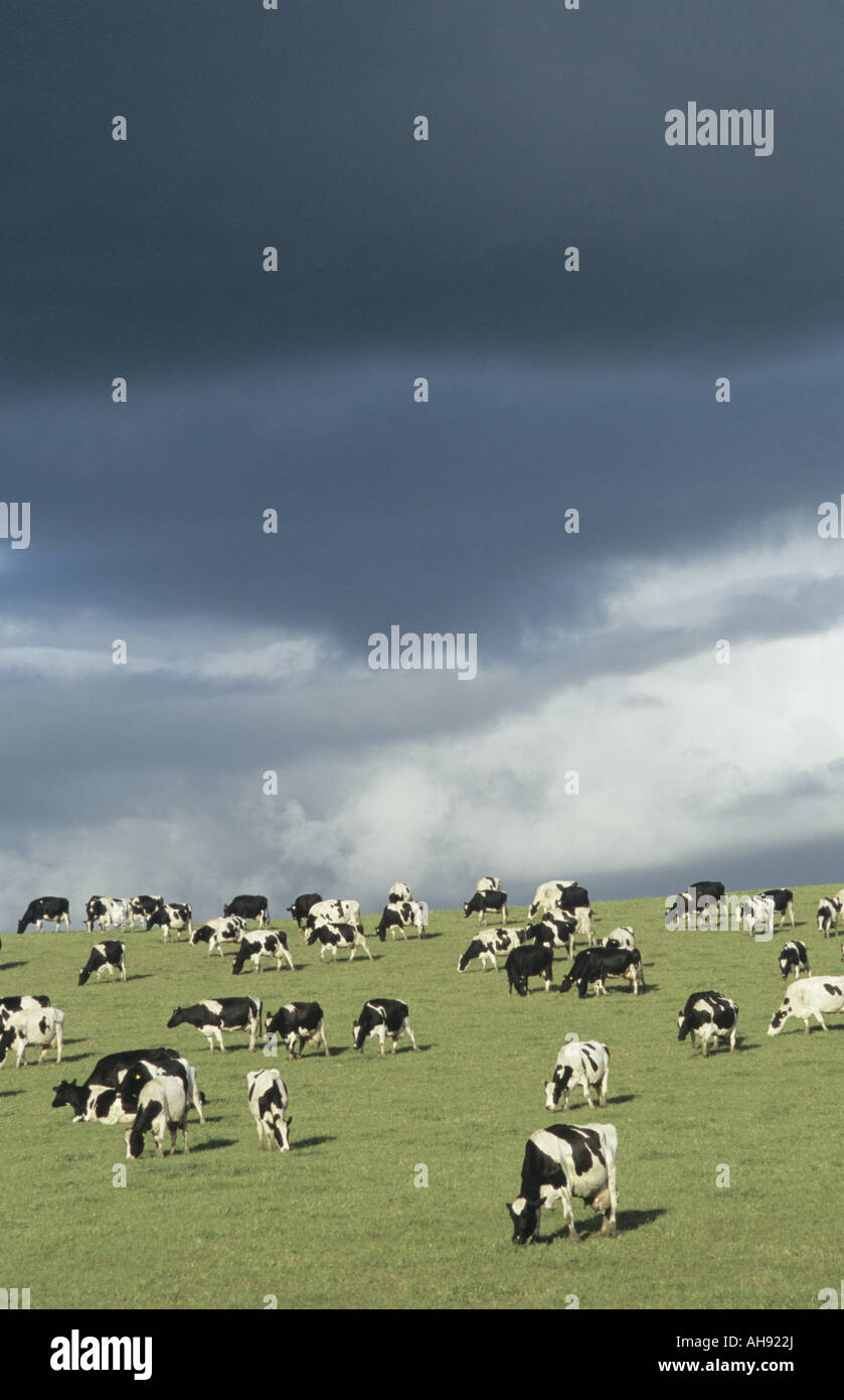 Holstein-Friesian Milchkühe in Wiese mit dramatischer Himmel Stockfoto