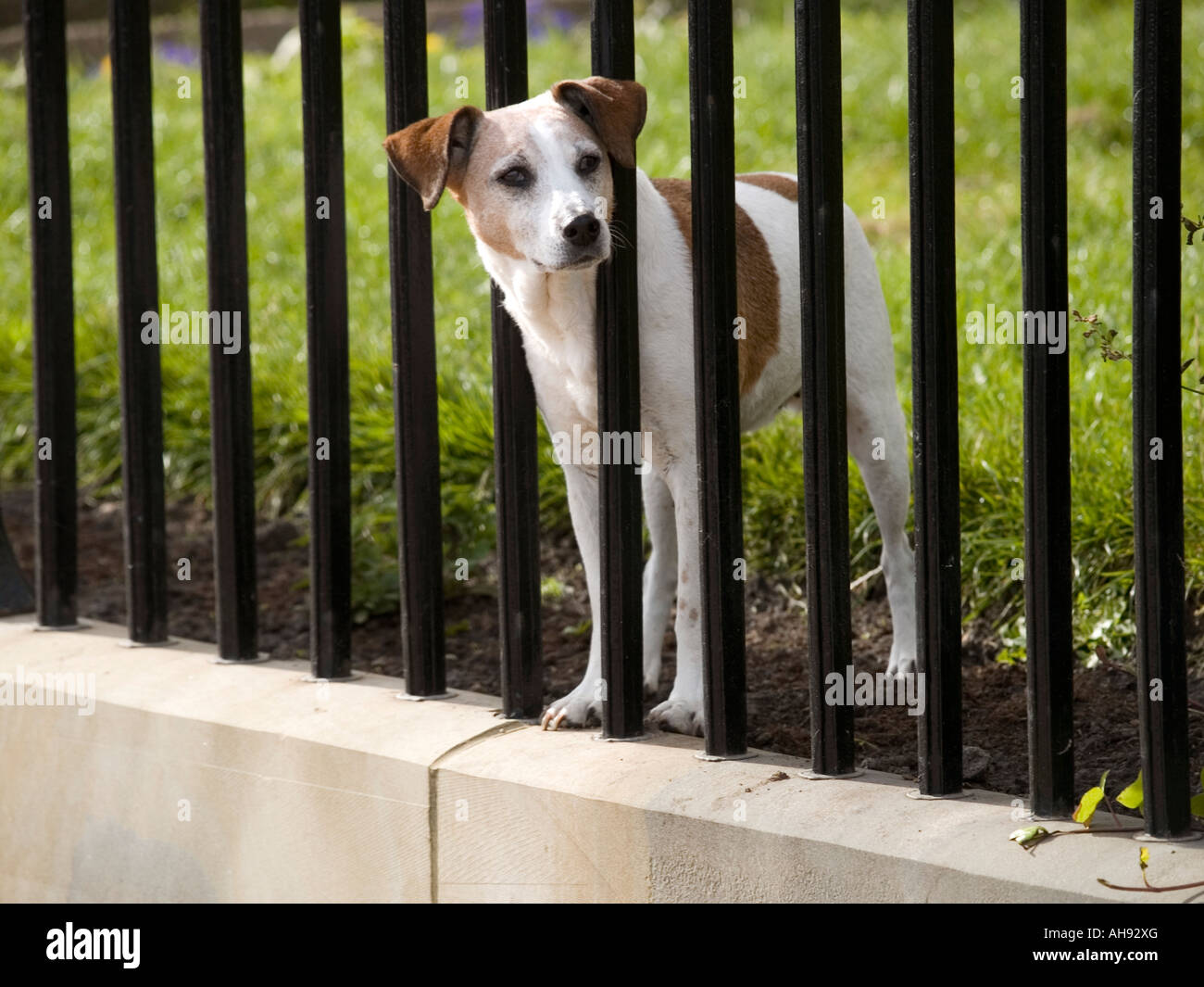 Braune und weiße Foxterrier Typ Hund suchen Warnung mit Kopf durch Geländer Stockfoto