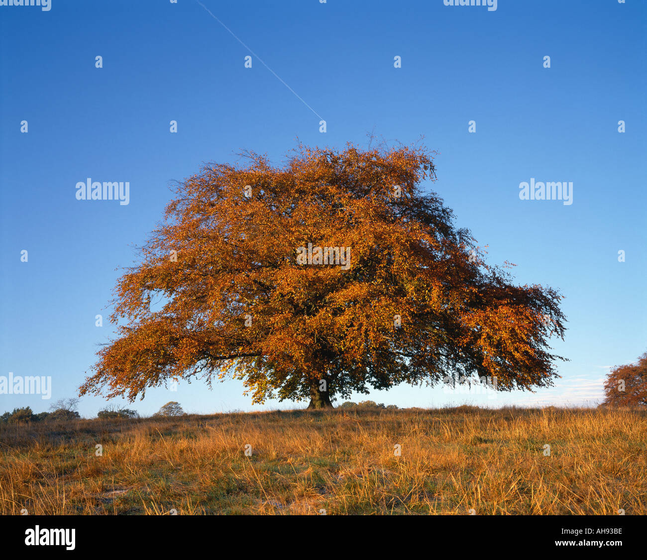 Baum im Sonnenaufgang Hampstead Heath, London, England, UK, GB. Stockfoto
