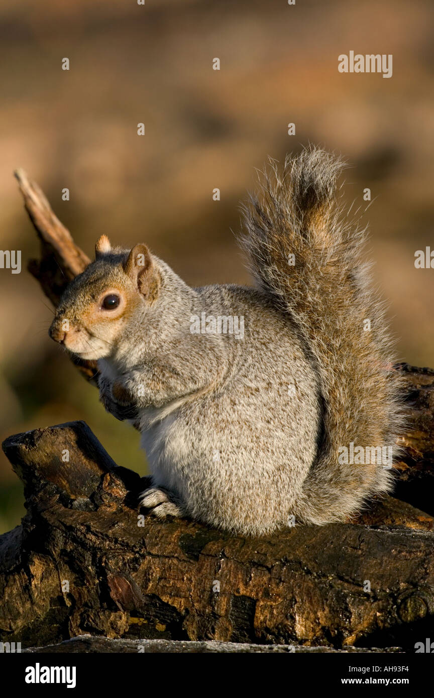 Graue Eichhörnchen Sciurus Carolinensis sitzen auf Log Lee Valley park Hertfordshire Stockfoto