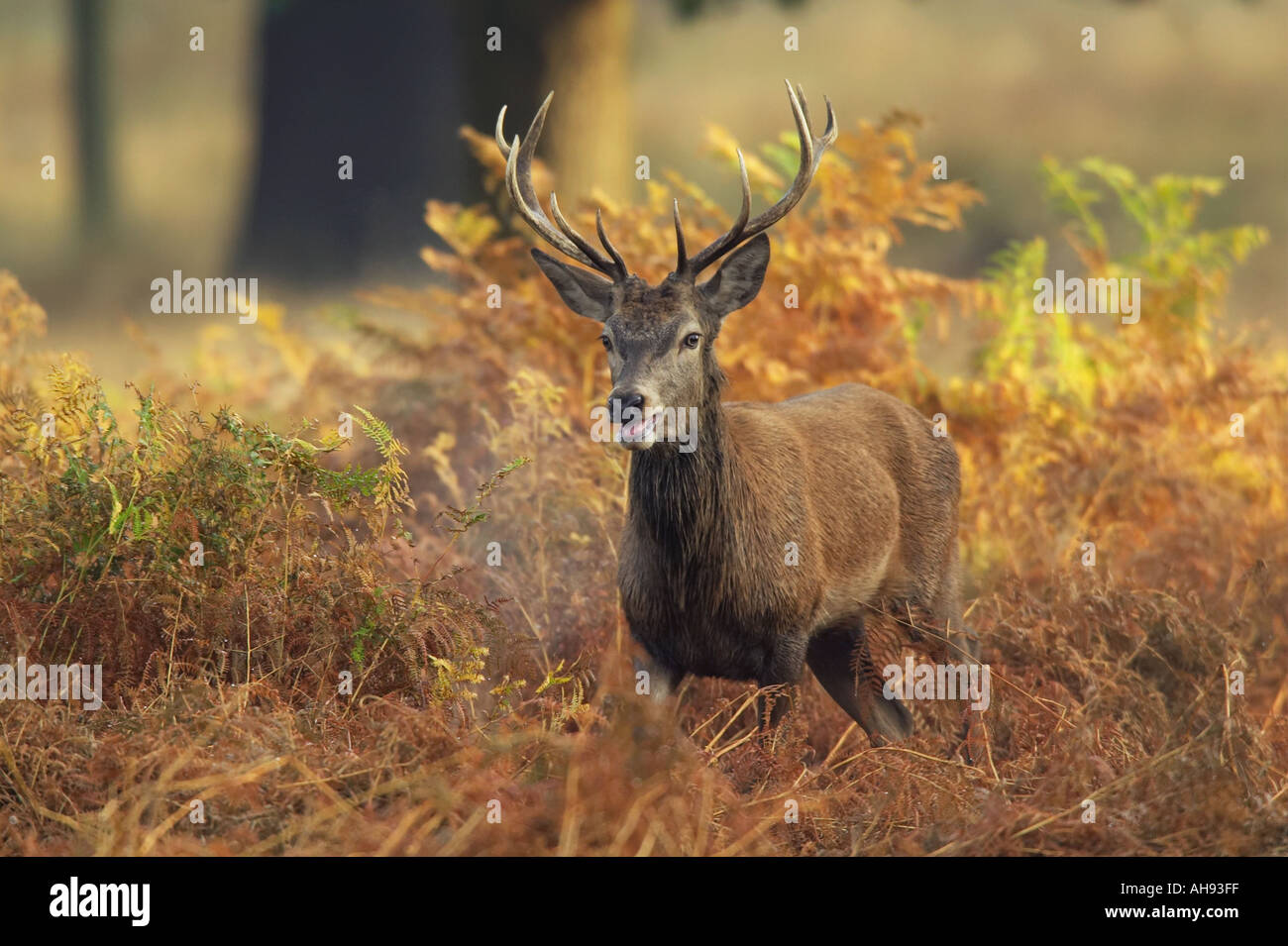 Junge rote Rotwild Hirsch Cervus Elaphus in der Brunft Saison Richmond Park in London Stockfoto