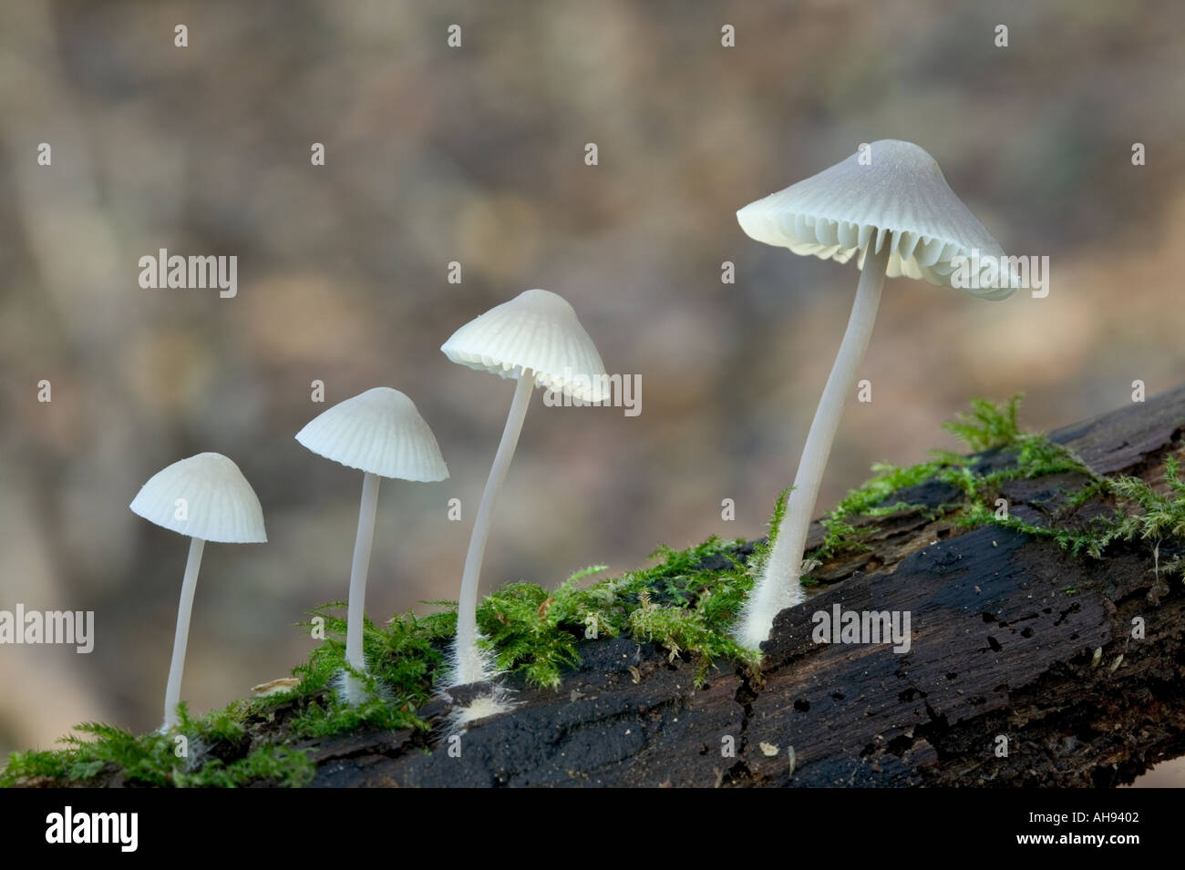 Mycena auf Log eine Gattung der Fliegenpilze wachsen in einer Reihe Gransden Holz Cambridgeshire Stockfoto