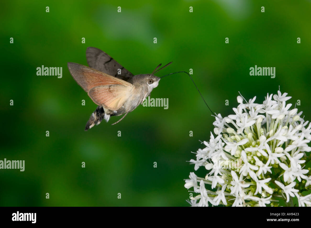 Kolibri Hawk Moth Macroglossum Stellatarum im Flug Fütterung auf Baldrian Potton Bedfordshire Stockfoto