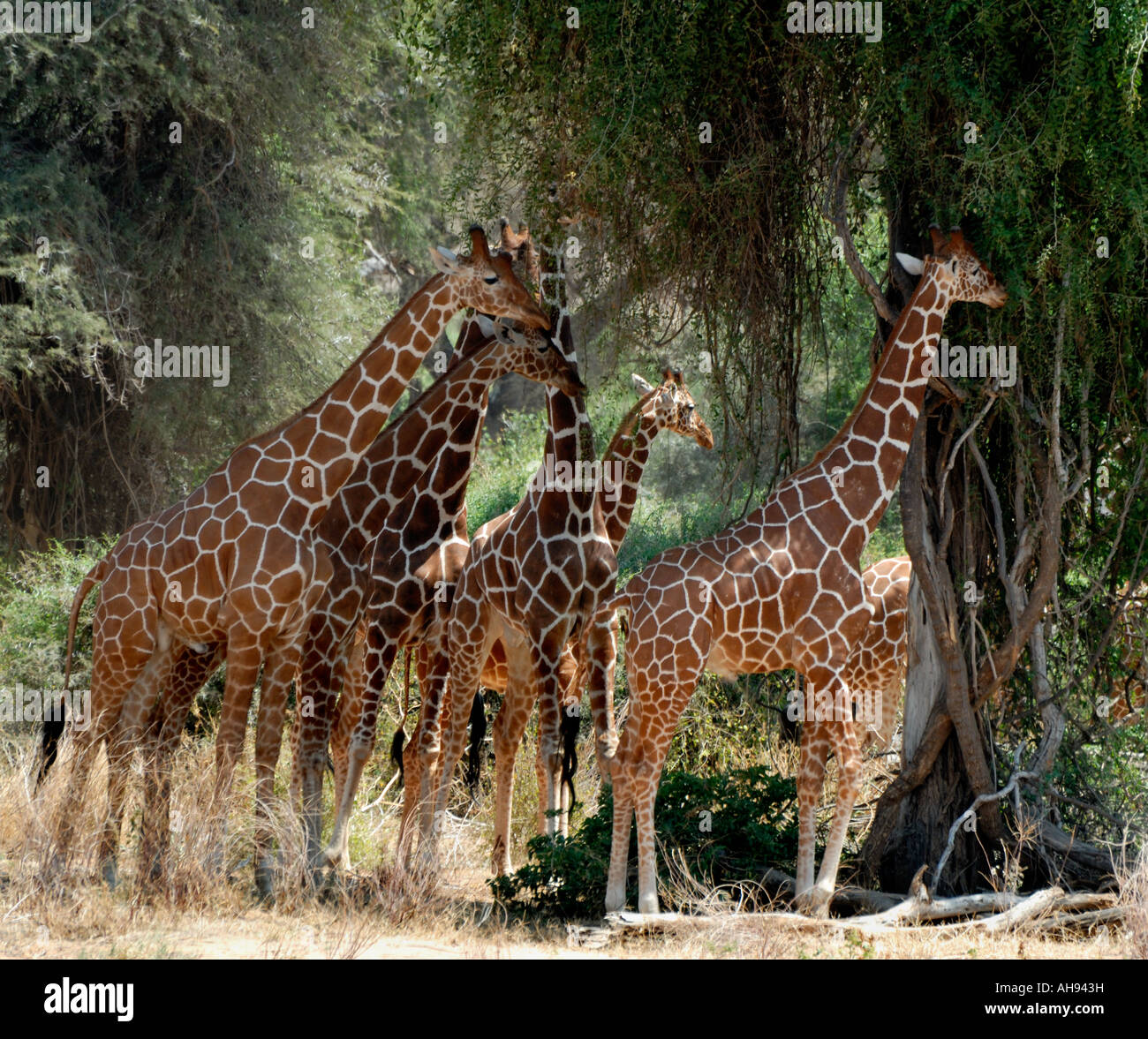 Eine große Gruppe von retikuliert Giraffe Surfen unter Bäumen in Samburu National Reserve Kenia in Ostafrika Stockfoto