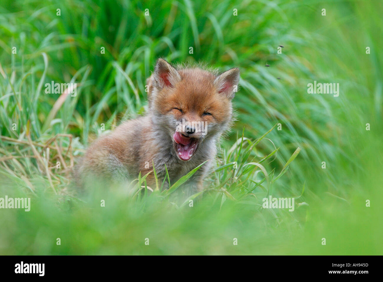 Sehr junge Fox Cub Vulpes Vulpes gähnend langen Gras Potton Bedfordshire Stockfoto