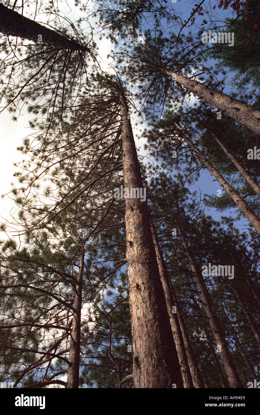 Baumkronen in Harold Parker State Forest, Andover, Massachusetts Stockfoto