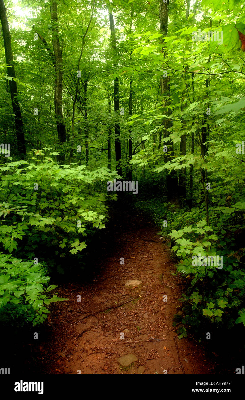 Fußweg in tiefgrünen Wald Surreal Stockfoto
