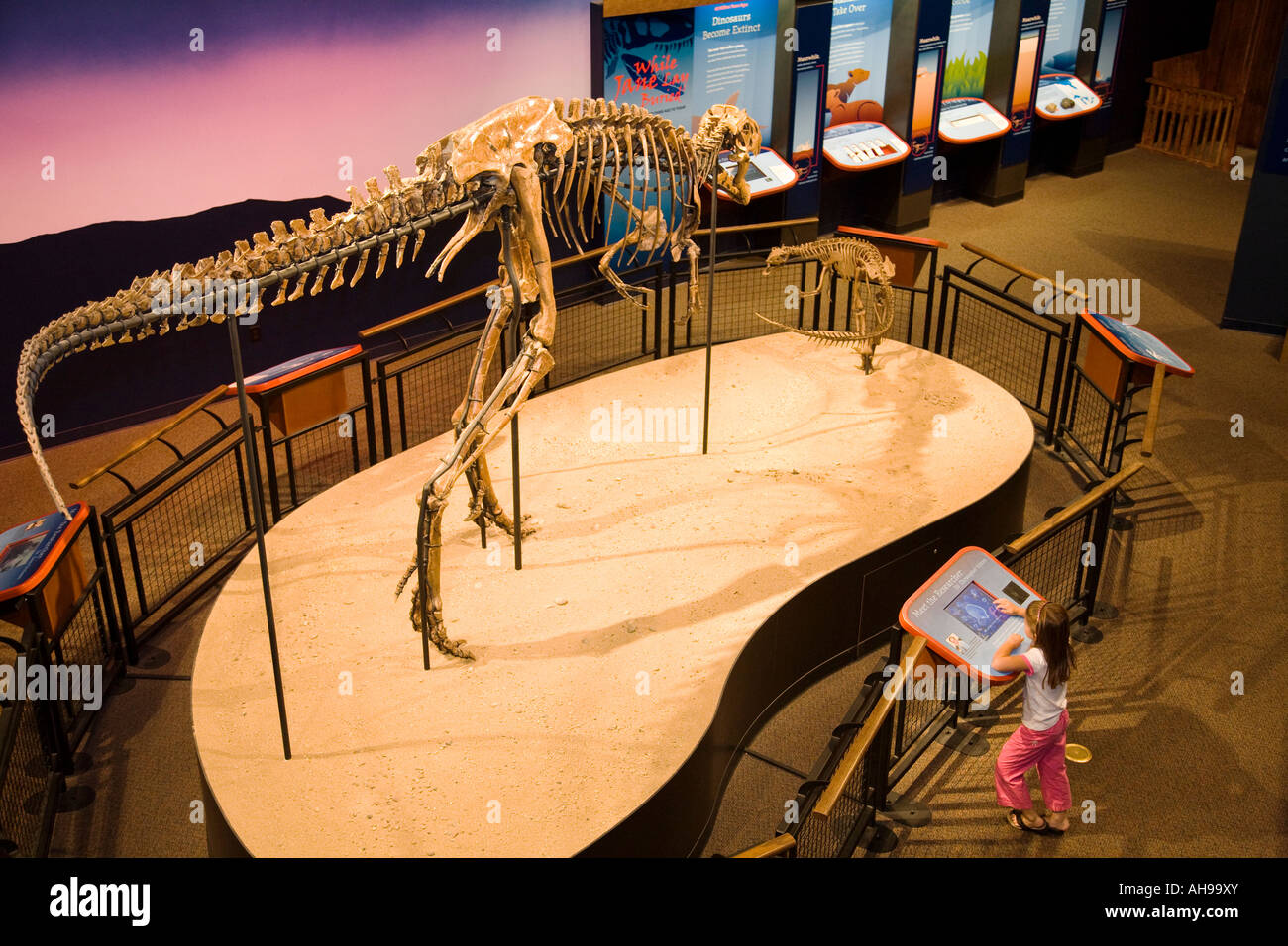 ILLINOIS Rockford junges Mädchen mit interaktiven Exponat juvenile Dinosaurierskelett Tyrannosaurus Rex anzeigen Burpee Museum Stockfoto