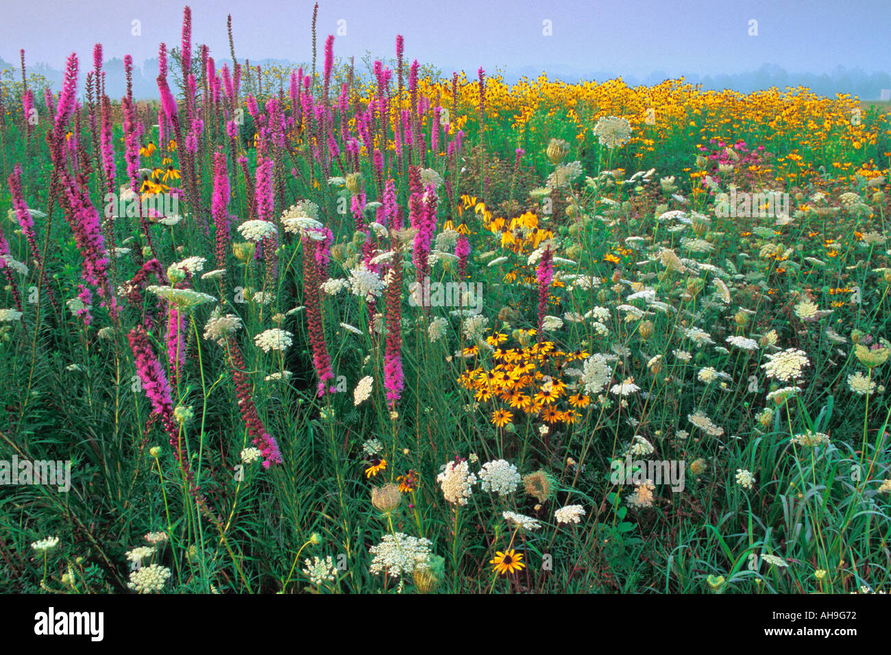 Sommer-Prairie Blumen in Hoffman Prairie Dayton Ohio Stockfoto