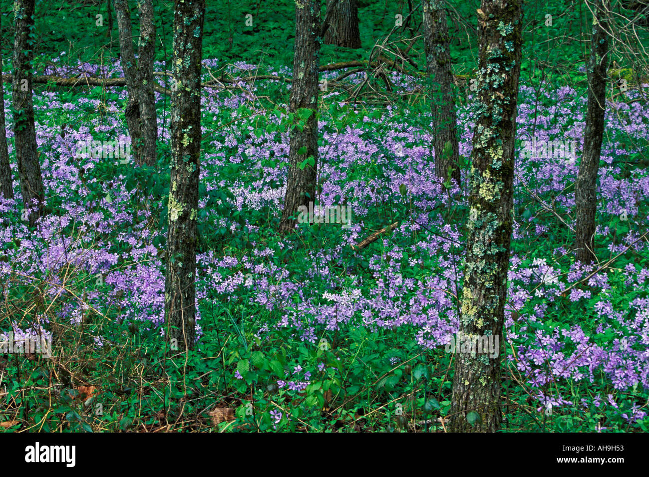 Wildblumen unter Baumstämmen in den Great Smoky Mountains National Park-Tennessee Stockfoto