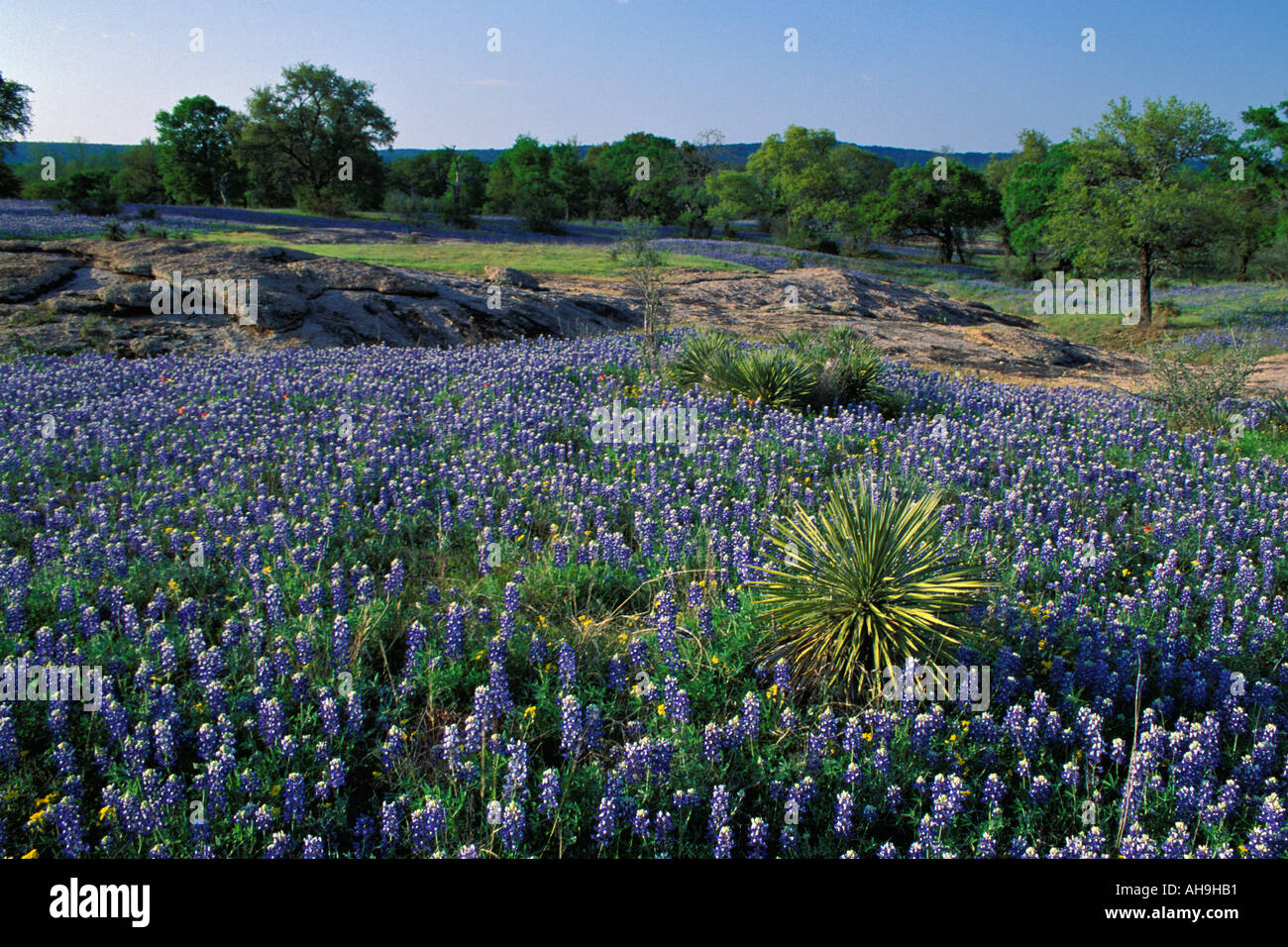 Wiese mit Lupine, auch bekannt als in Texas Hill Country mitten in Texas Bluebonnets bedeckt Stockfoto