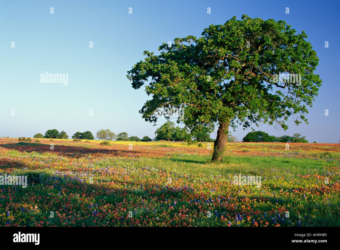 Einsame Eiche in der bunten Wildblumen Wiese im Texas Hill Country Stockfoto