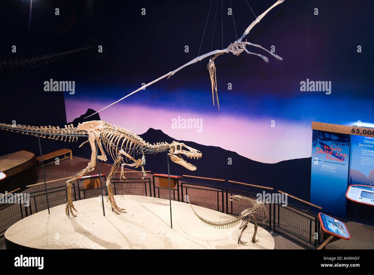 ILLINOIS Rockford Dinosaurier Skelett Display juveniler Tyrannosaurus Rex Burpee Museum Innenraum Stockfoto