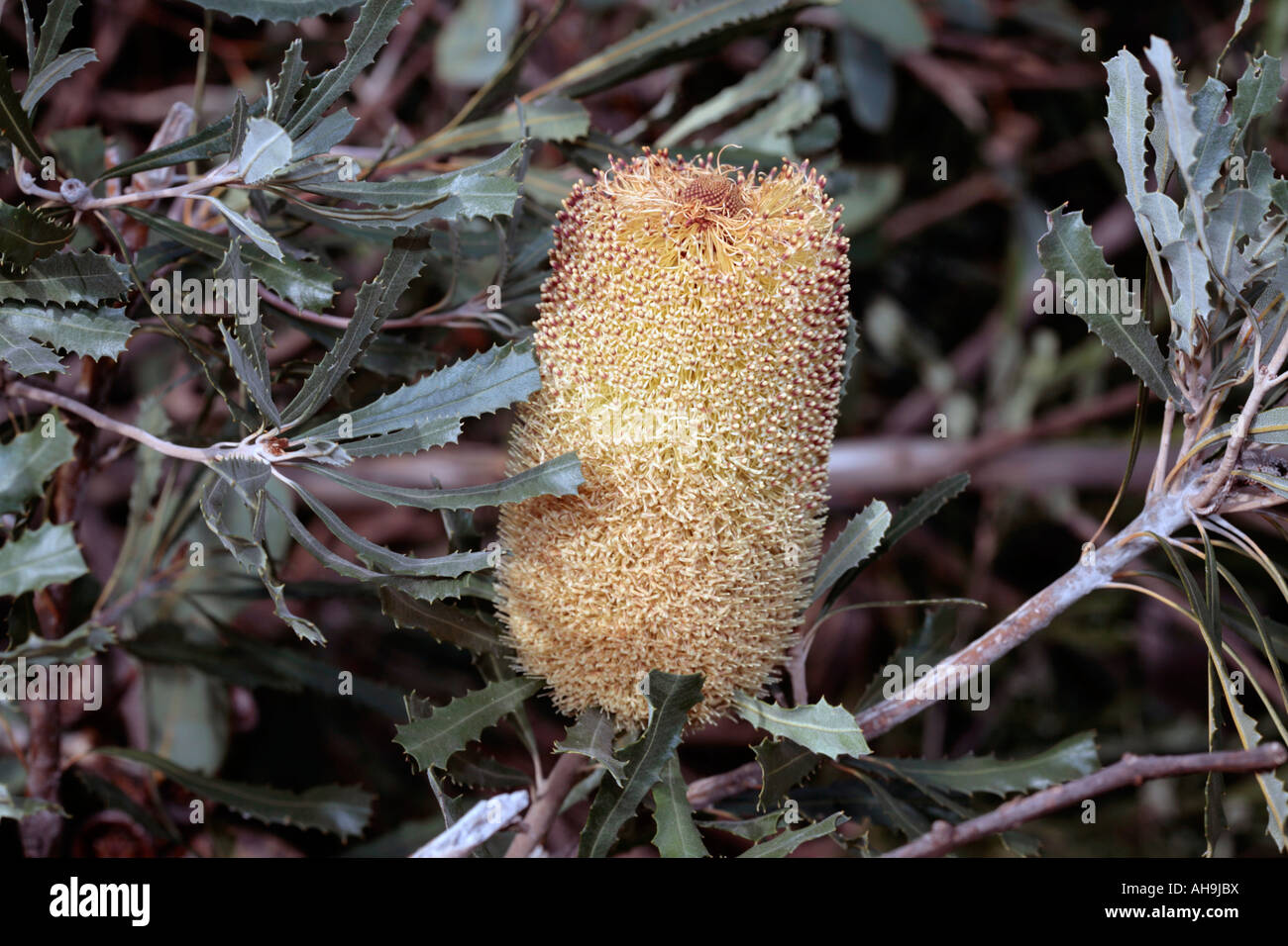 Schlanke Banksia - Banksia attenuata Stockfoto