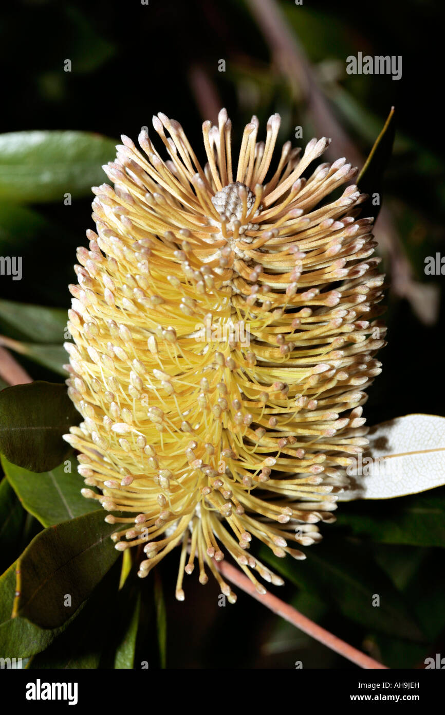 Küste Banksia - Banksia integrifolia Stockfoto