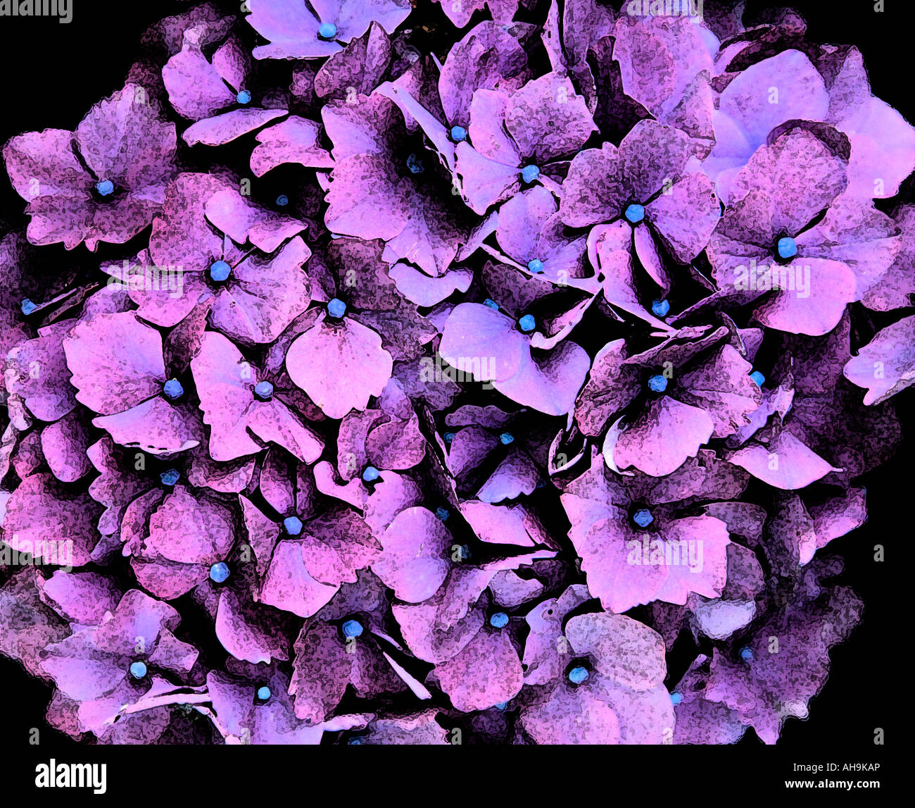 Rosa Hortensie in Cornwall, Großbritannien. Malerische Wirkung zum Bild hinzugefügt. Stockfoto