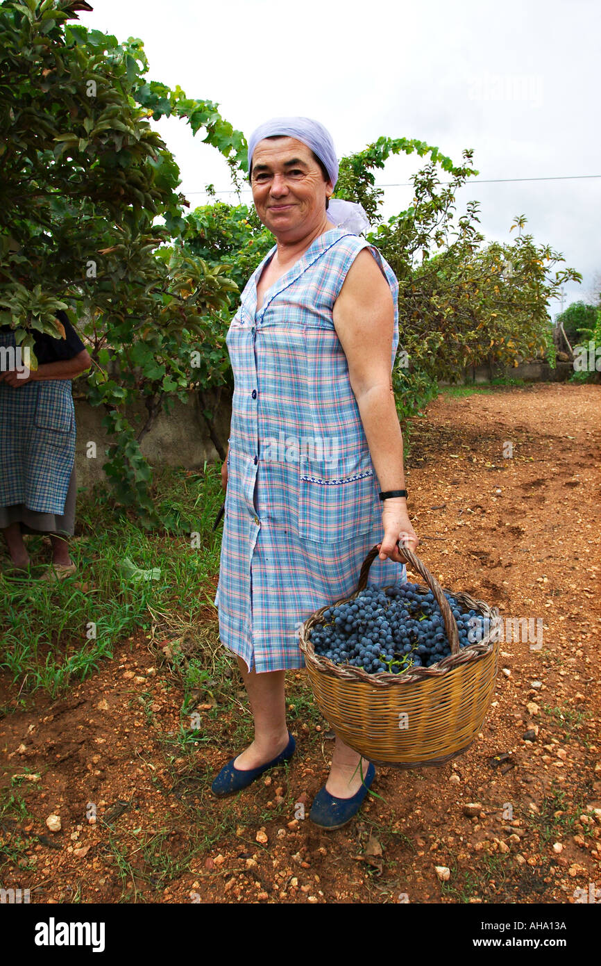 Traube Jahrgang in der Nähe von Sant Joan auf Ibiza Stockfoto
