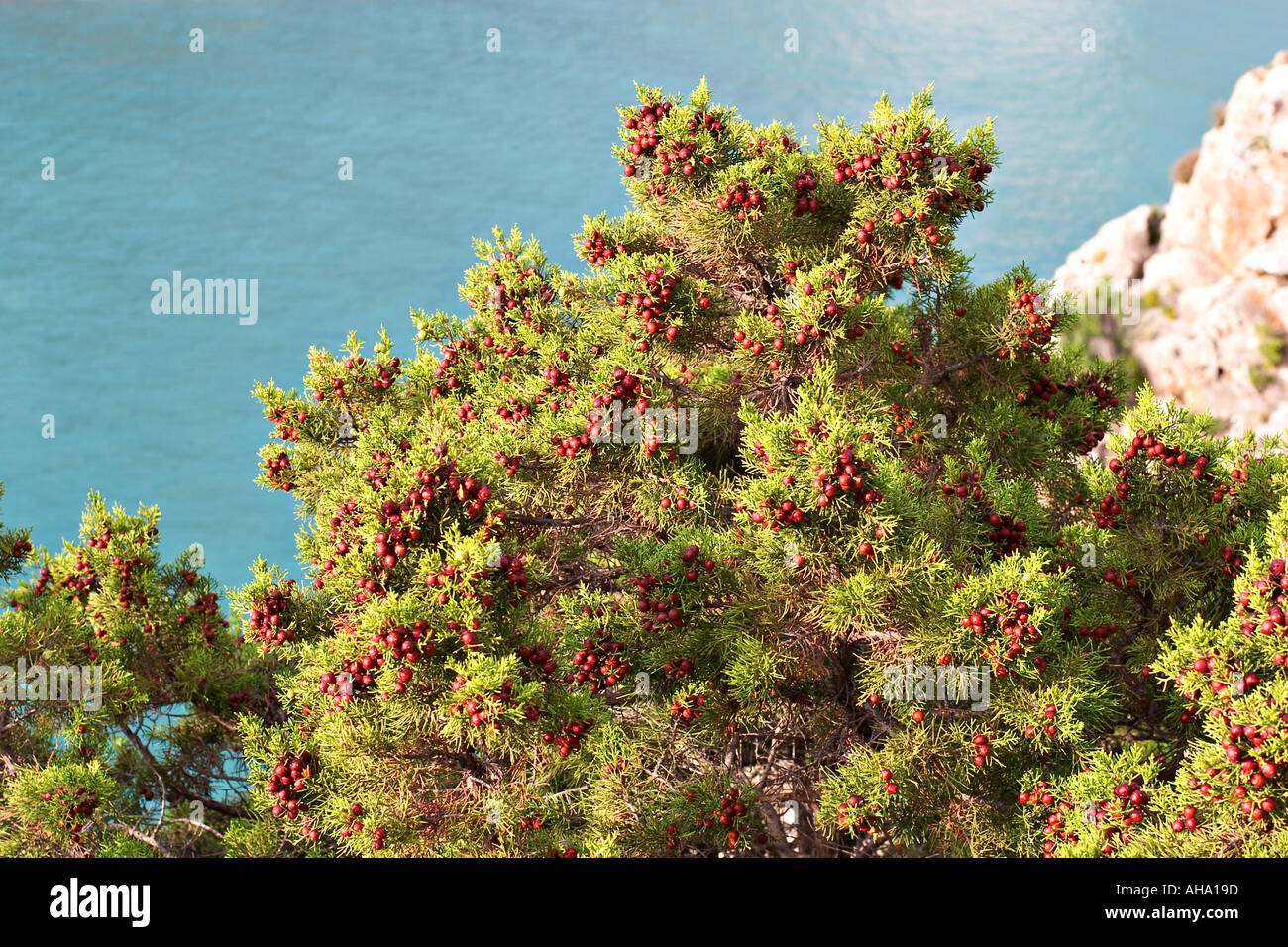 Phönizische Wacholder Juniperus Phoenicea fruchttragenden Ibiza Stockfoto