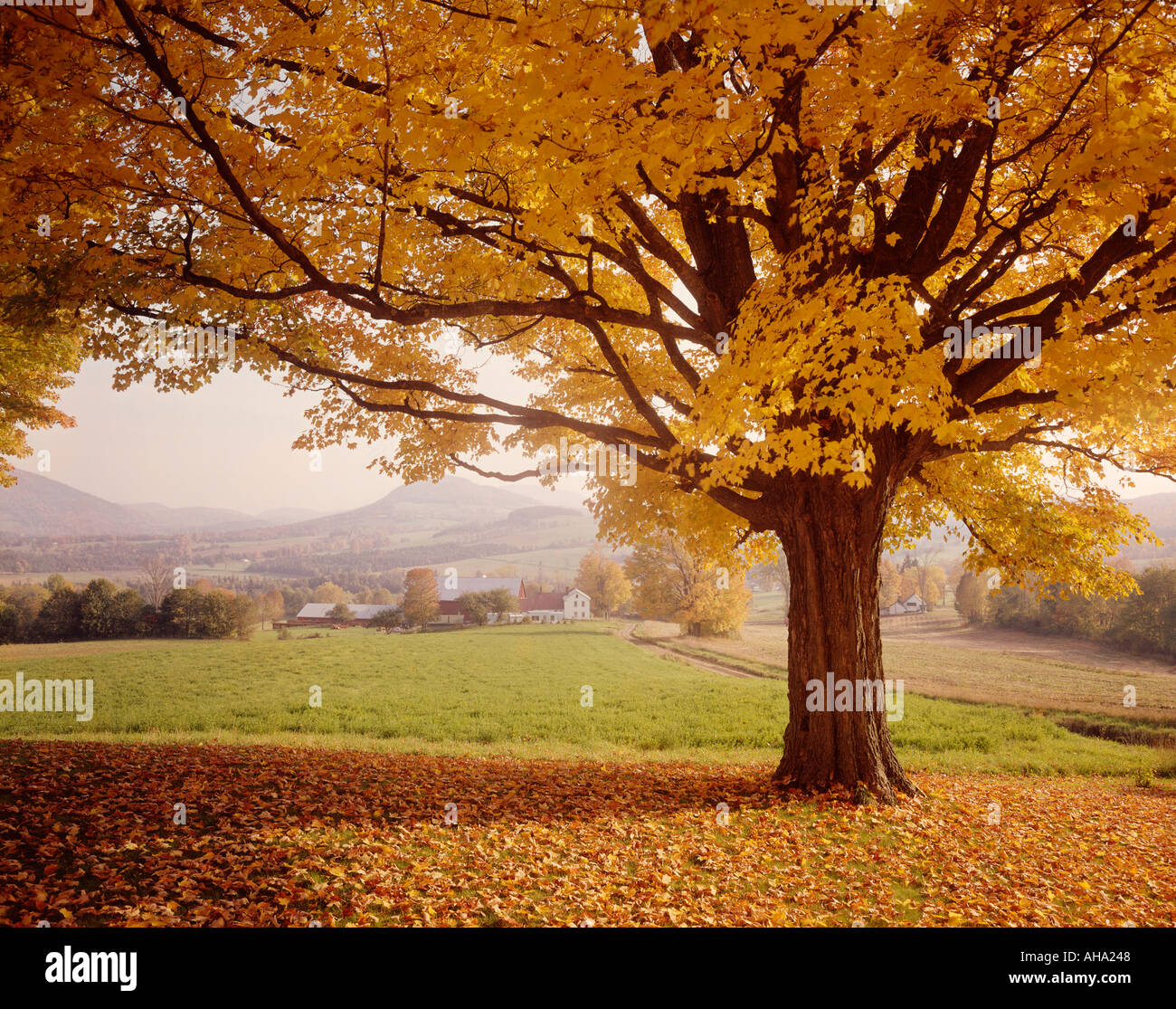 Ahornbaum im Herbst in Peacham Vermont USA Stockfoto