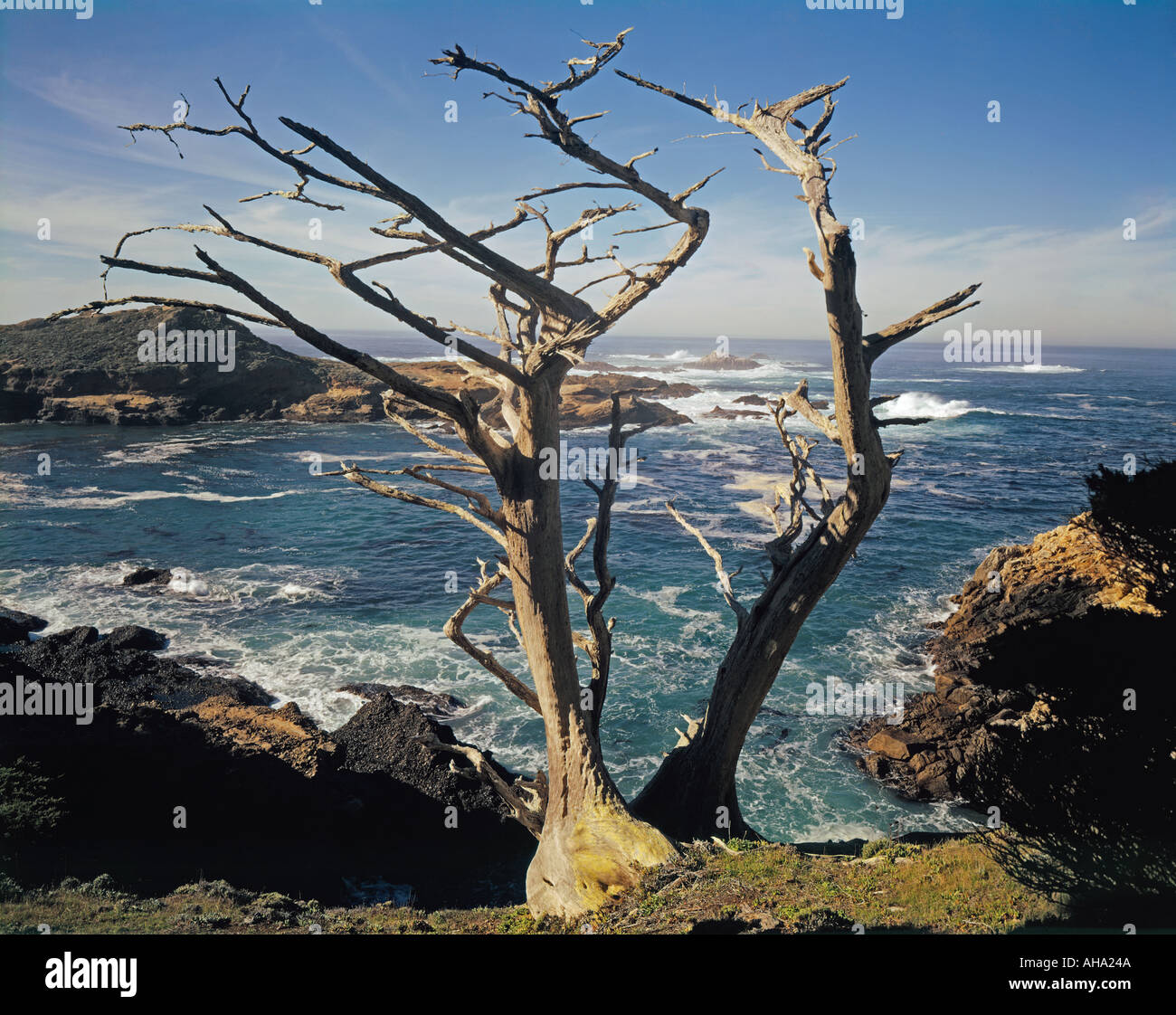 Point Lobos Park Kalifornien USA Big Sur alte Zypresse Stockfoto