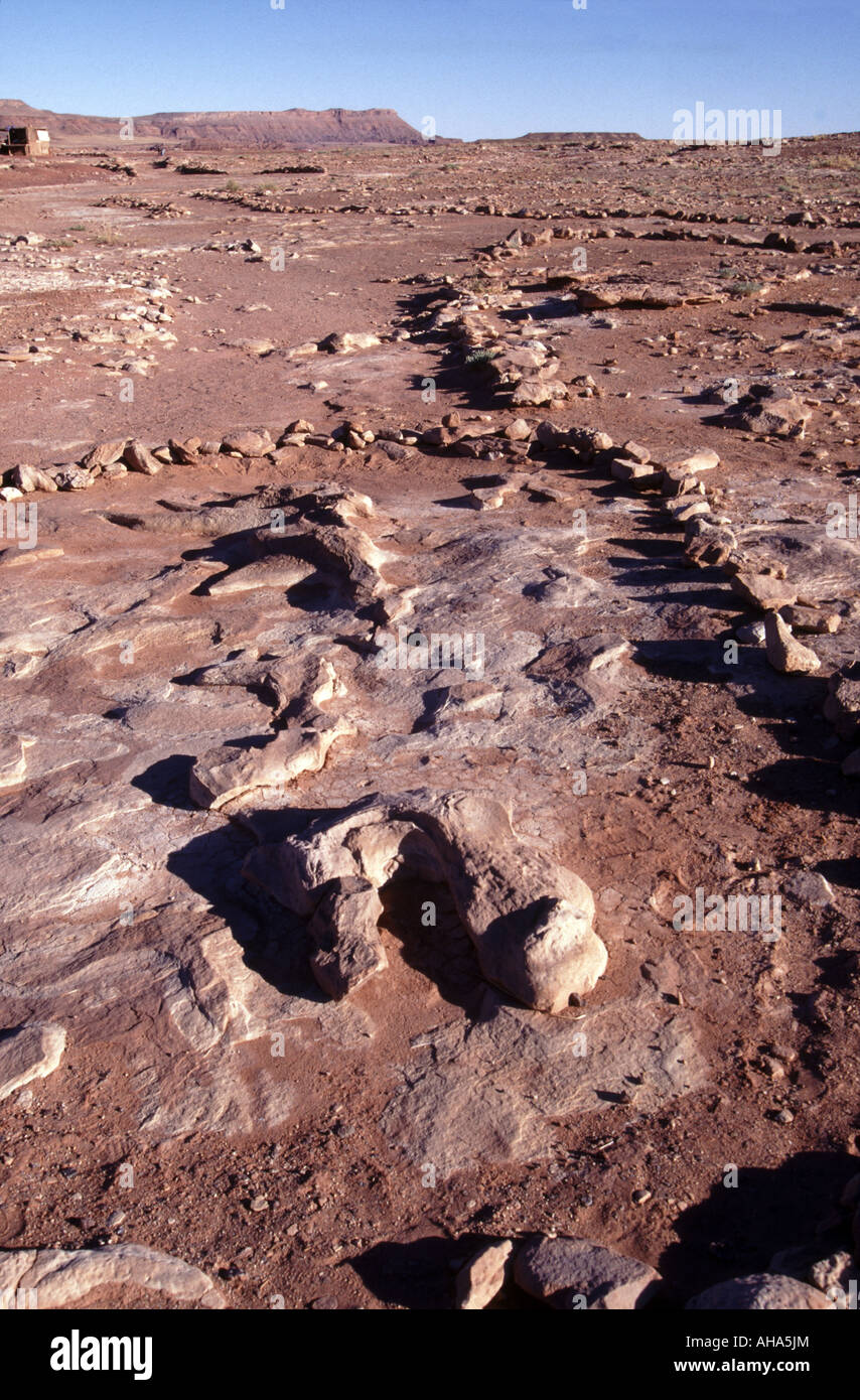 Gesamtes Dinosaurier Fossil in situ in der Nähe von Tuba City Arizona Wüste Vereinigte Staaten von Amerika Stockfoto