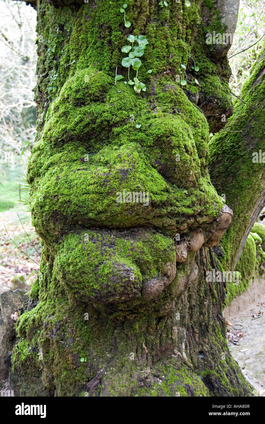 Baum moosbewachsenen Baumstamm ähnelt einer Fratze in der Quinta da Regaleira, Sintra, Portugal Stockfoto