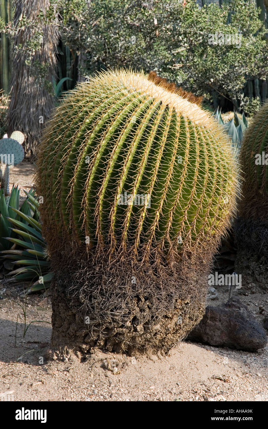 Golden Barrel Kaktus (Mexiko) in der Wüste Garten an der Huntington Botanical Gardens, Santa Monica, Kalifornien, USA Stockfoto