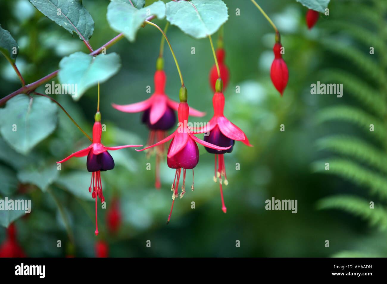 FUSCHIA Blüten hängen IN A GARDEN Fuchsia fehlt macrostema Stockfoto
