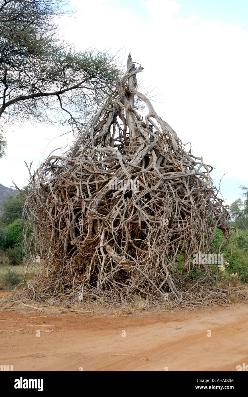 Ein neugierig tot Akazie, dessen Zweige um den Baum in Samburu National Reserve Kenia in Ostafrika gefallen sind Stockfoto