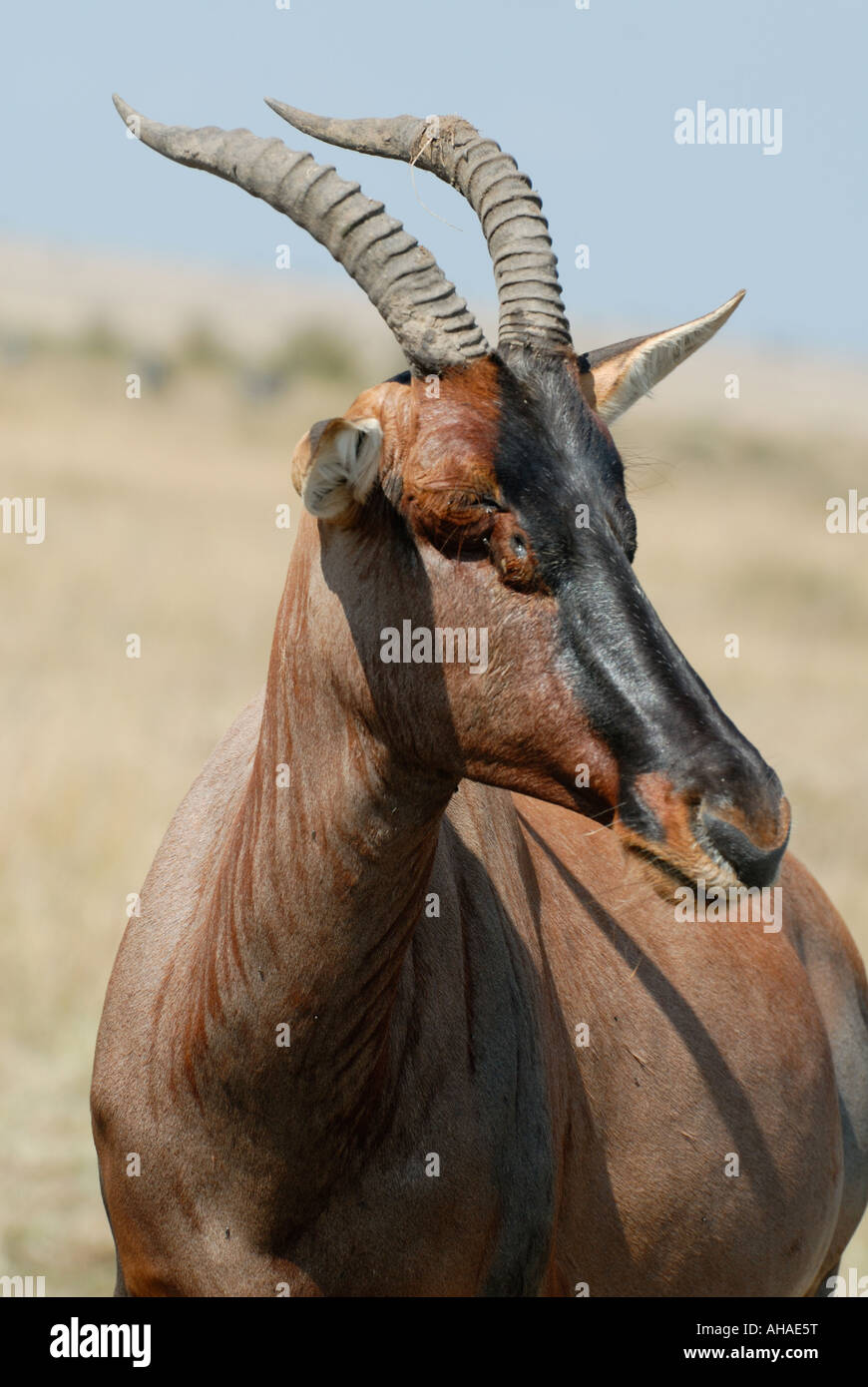 Profilbildnis von einer Warnung Topi in der Masai Mara National Reserve Kenia in Ostafrika Stockfoto