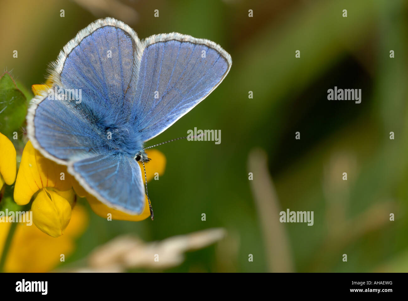 Gewöhnlicher blauer Schmetterling, Polyommatus icarus, Wales, Großbritannien. Stockfoto