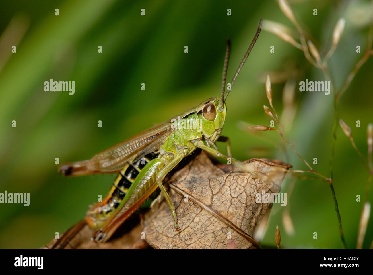 Common Field Grasshopper Chorthippus brunneus, Wales, Großbritannien. Stockfoto