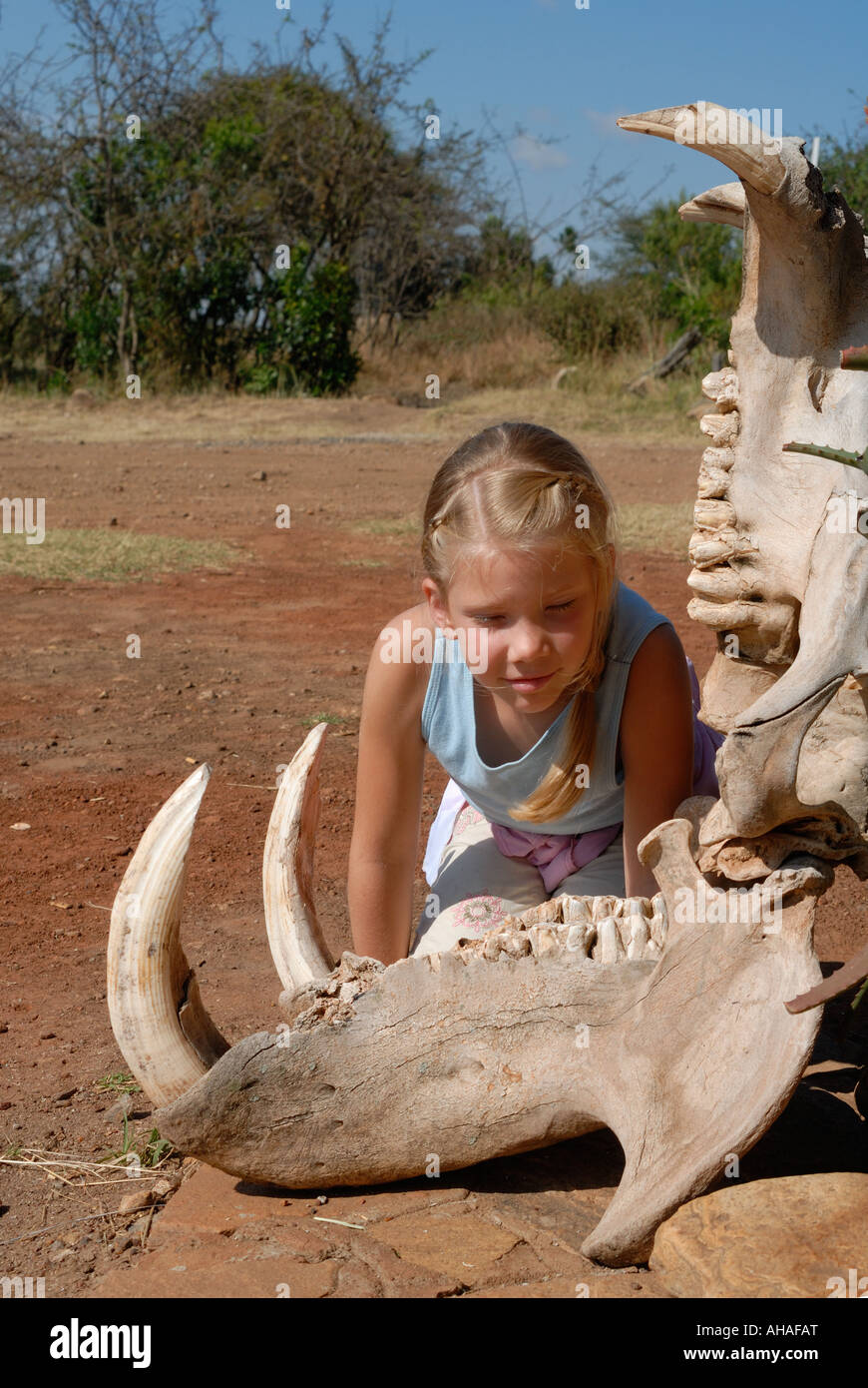 Junge weiße Mädchen Blick auf die Zähne in die klaffende Kiefer des Skelettes Nilpferd Masai Mara National Reserve Kenia in Ostafrika Stockfoto