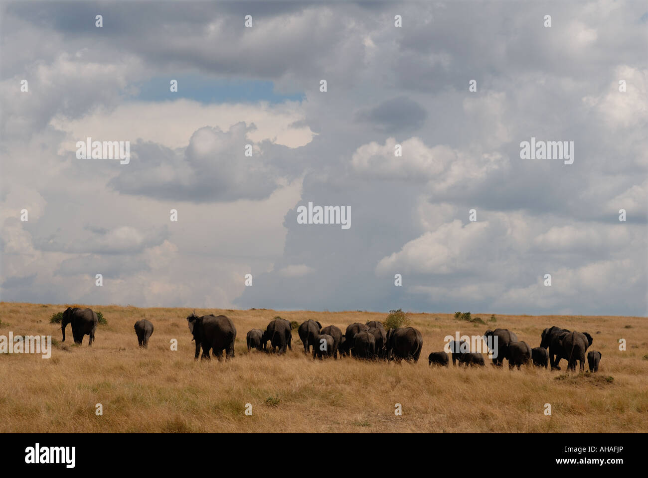 Elefantenherde mit einer langen Reihe von Weibchen und Waden breasting einen grasbewachsenen Anstieg in der Masai Mara National Reserve Kenia Osten Afric Stockfoto