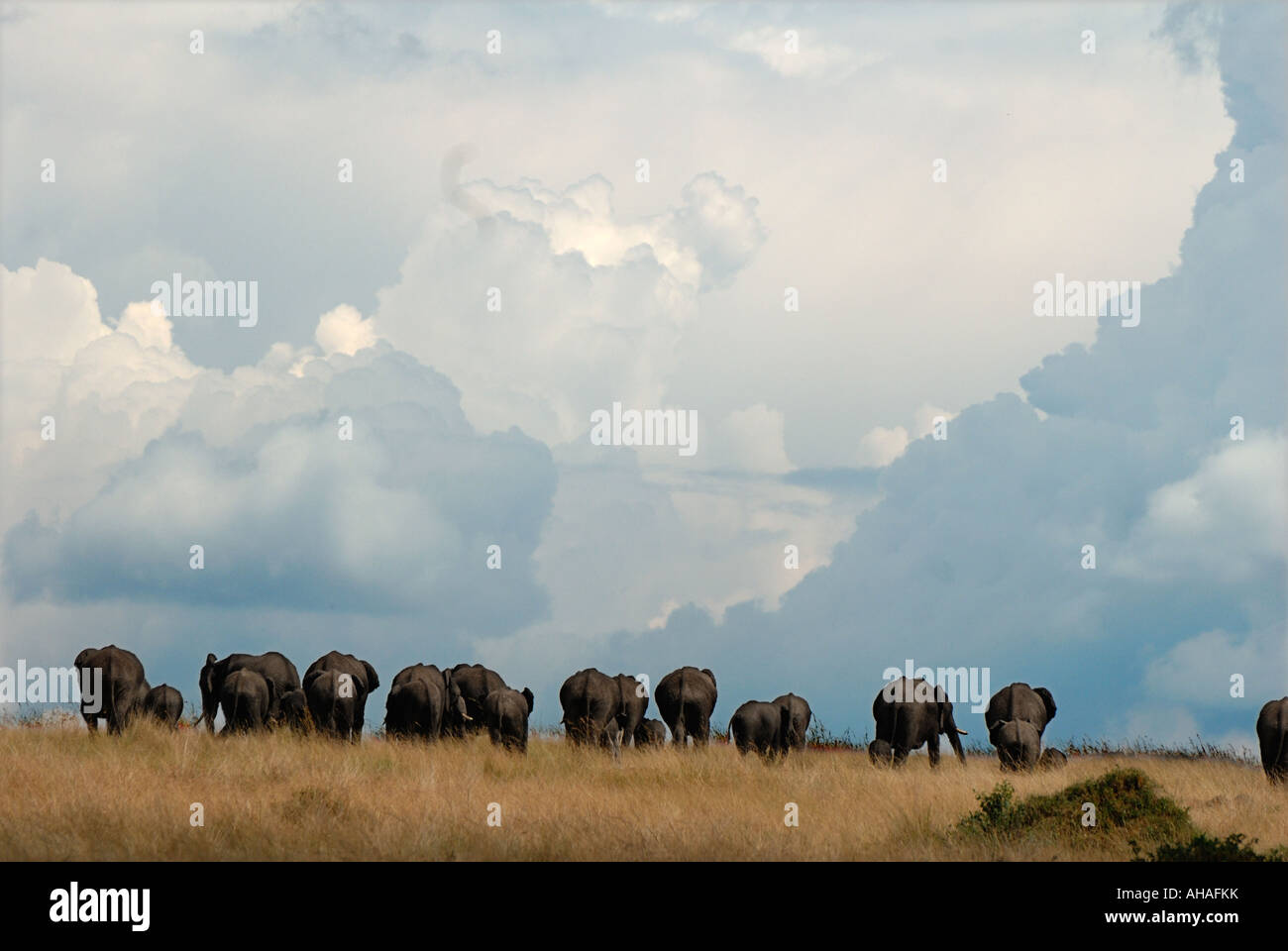 Elefantenherde Silhouette gegen den Himmel in der Masai Mara National Reserve Kenia in Ostafrika Stockfoto